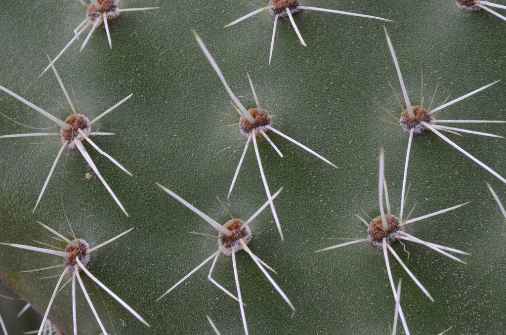 2017-03 New Zealand/Auckland Botanic Garden/DSC_0111.JPG